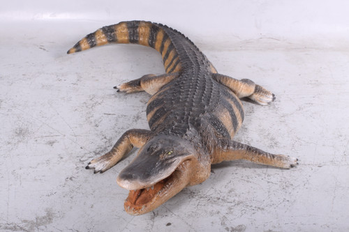 Lifesize American Alligator 94.75 Inch Long