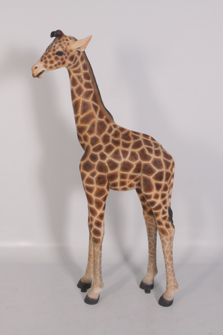 Baby Giraffe