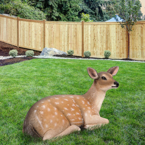 Fallow Deer  Fawn Lying Down